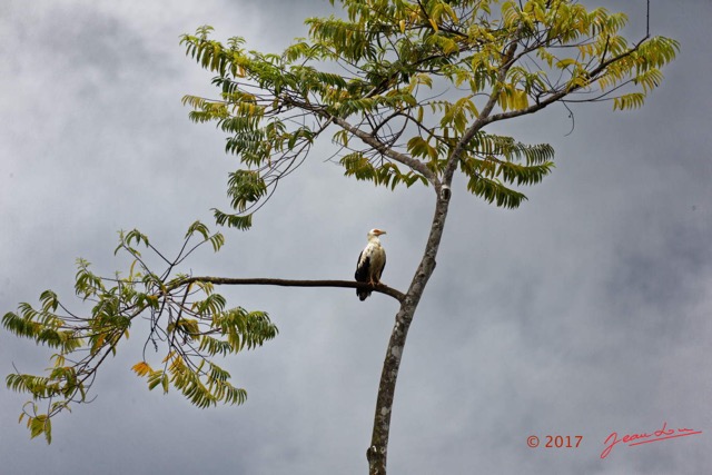 033 LOANGO 3 la Riviere REMBO NGOVE Oiseau Aves Accipitriformes Accipitridae Palmiste Africain Gypohierax angolensis 16E5K3IMG_122069_DxOwtmk.jpg