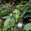 040 LOANGO 3 Inyoungou Sounga Marche en Foret Arbuste Magnoliopsida Gentianales Rubiaceae Pavetta dolichosepala 16E5K3IMG_122218_DxOwtmk.jpg