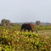 086 LOANGO 3 Inyoungou Sounga la Lagune NDOGO Elephant Loxodonta africana cyclotis Solitaire 16E5K3IMG_122298_DxOawtmk.jpg