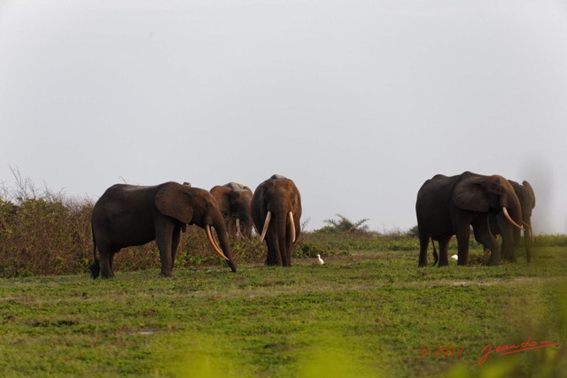 094 LOANGO 3 Inyoungou Sounga la Lagune NDOGO la Plage Horde Elephants 16E5K3IMG_122311_DxOwtmk.jpg