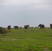 096 LOANGO 3 Inyoungou Sounga la Lagune NDOGO la Plage Horde Elephants 16E5K3IMG_122314_DxOawtmk.jpg