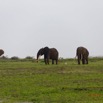 097 LOANGO 3 Inyoungou Sounga la Lagune NDOGO la Plage Horde Elephants 16E5K3IMG_122315_DxOwtmk.jpg