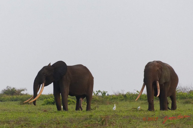 098 LOANGO 3 Inyoungou Sounga la Lagune NDOGO la Plage Horde Elephants 16E5K3IMG_122315_DxOawtmk.jpg