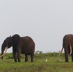 098 LOANGO 3 Inyoungou Sounga la Lagune NDOGO la Plage Horde Elephants 16E5K3IMG_122315_DxOawtmk.jpg