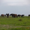 101 LOANGO 3 Inyoungou Sounga la Lagune NDOGO la Plage Horde Elephants 16E5K3IMG_122326_DxOawtmk.jpg