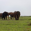 102 LOANGO 3 Inyoungou Sounga la Lagune NDOGO la Plage Horde Elephants 16E5K3IMG_122330_DxOwtmk.jpg