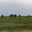 104 LOANGO 3 Inyoungou Sounga la Lagune NDOGO la Plage Horde Elephants 16E5K3IMG_122336_DxOawtmk.jpg