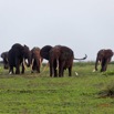 105 LOANGO 3 Inyoungou Sounga la Lagune NDOGO la Plage Horde Elephants 16E5K3IMG_122337_DxOwtmk.jpg