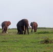 106 LOANGO 3 Inyoungou Sounga la Lagune NDOGO la Plage Horde Elephants 16E5K3IMG_122338_DxOwtmk.jpg