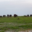 107 LOANGO 3 Inyoungou Sounga la Lagune NDOGO la Plage Horde Elephants 16E5K3IMG_122340_DxOwtmk.jpg
