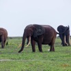 108 LOANGO 3 Inyoungou Sounga la Lagune NDOGO la Plage Horde Elephants 16E5K3IMG_122346_DxOwtmk.jpg