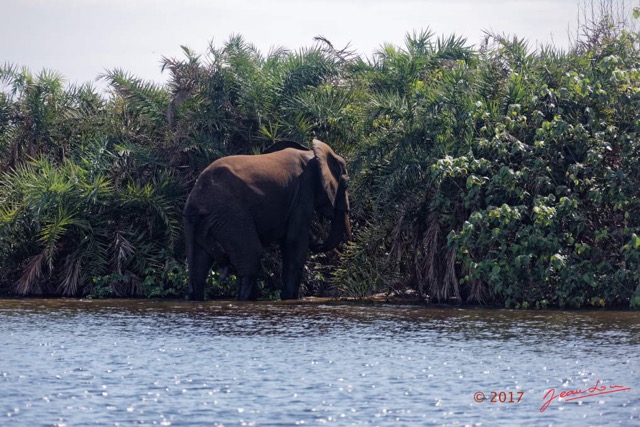 008 LOANGO 3 Campement Loango Sud la Lagune Ndogo Baignade Elephants 16E5K3IMG_122538_DxOwtmk.jpg