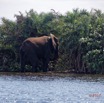 008 LOANGO 3 Campement Loango Sud la Lagune Ndogo Baignade Elephants 16E5K3IMG_122538_DxOwtmk.jpg