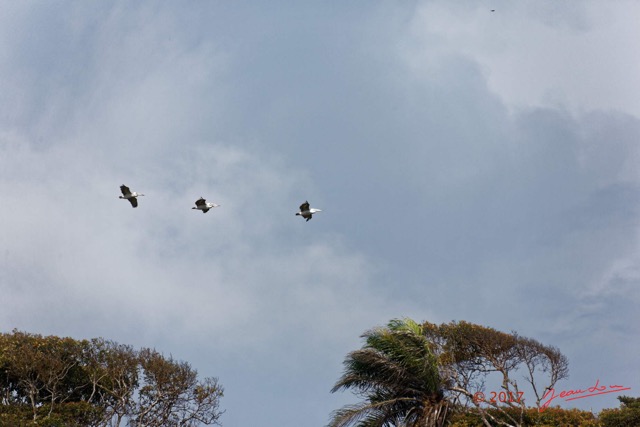 015 LOANGO 3 Campement Loango Sud Debut Marche Oiseau Aves Pelecaniformes Pelecanidae Pelican Gris Pelecanus rufescens en Vol 16E5K3IMG_122548_DxOwtmk.jpg