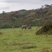 030 LOANGO 3 Campement Loango Sud Marche Elephants et Buffles 16E5K3IMG_122580_DxOawtmk.jpg