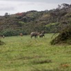 031 LOANGO 3 Campement Loango Sud Marche Elephants et Buffles 16E5K3IMG_122581_DxOawtmk.jpg