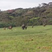 032 LOANGO 3 Campement Loango Sud Marche Elephants et Buffles 16E5K3IMG_122582_DxOawtmk.jpg
