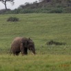 036 LOANGO 3 Campement Loango Sud Marche Elephant Solitaire 16E5K3IMG_122598_DxOwtmk.jpg