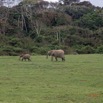 037 LOANGO 3 Campement Loango Sud Marche Elephants 16E5K3IMG_122599_DxOwtmk.jpg