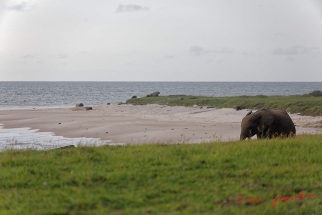 040 LOANGO 3 Campement Loango Sud Marche la Plage et Jeune Elephant Solitaire 16E5K3IMG_122608_DxOwtmk.jpg