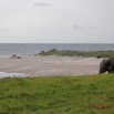 040 LOANGO 3 Campement Loango Sud Marche la Plage et Jeune Elephant Solitaire 16E5K3IMG_122608_DxOwtmk.jpg