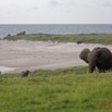 041 LOANGO 3 Campement Loango Sud Marche la Plage et Jeune Elephant Solitaire 16E5K3IMG_122609_DxOwtmk.jpg