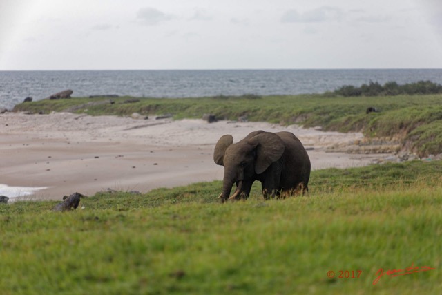 042 LOANGO 3 Campement Loango Sud Marche la Plage et Jeune Elephant Solitaire 16E5K3IMG_122611_DxOawtmk.jpg