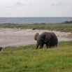 042 LOANGO 3 Campement Loango Sud Marche la Plage et Jeune Elephant Solitaire 16E5K3IMG_122611_DxOawtmk.jpg