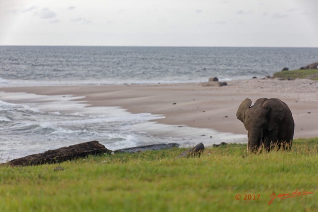 043 LOANGO 3 Campement Loango Sud Marche la Plage et Jeune Elephant Solitaire 16E5K3IMG_122614_DxOawtmk.jpg