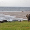 043 LOANGO 3 Campement Loango Sud Marche la Plage et Jeune Elephant Solitaire 16E5K3IMG_122614_DxOawtmk.jpg