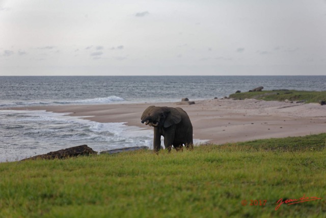 044 LOANGO 3 Campement Loango Sud Marche la Plage et Jeune Elephant Solitaire 16E5K3IMG_122617_DxOawtmk.jpg