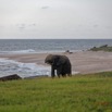 044 LOANGO 3 Campement Loango Sud Marche la Plage et Jeune Elephant Solitaire 16E5K3IMG_122617_DxOawtmk.jpg