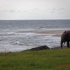 045 LOANGO 3 Campement Loango Sud Marche la Plage et Jeune Elephant Solitaire 16E5K3IMG_122618_DxOawtmk.jpg