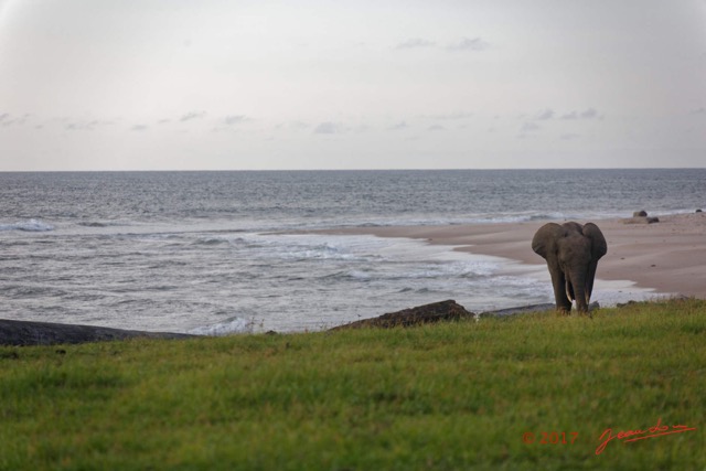 046 LOANGO 3 Campement Loango Sud Marche la Plage et Jeune Elephant Solitaire 16E5K3IMG_122619_DxOawtmk.jpg