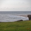 046 LOANGO 3 Campement Loango Sud Marche la Plage et Jeune Elephant Solitaire 16E5K3IMG_122619_DxOawtmk.jpg