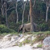 058 LOANGO 3 Campement Loango Sud Marche Elephant au Bord de la Plage 16E5K3IMG_122640_DxOwtmk.jpg