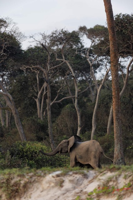 059 LOANGO 3 Campement Loango Sud Marche Elephant au Bord de la Plage 16E5K3IMG_122641_DxOwtmk.jpg