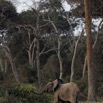059 LOANGO 3 Campement Loango Sud Marche Elephant au Bord de la Plage 16E5K3IMG_122641_DxOwtmk.jpg