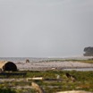 067 LOANGO 3 Campement Loango Sud Petite Lagune Buffles sur la Plage 16E5K3IMG_122652_DxOwtmk.jpg