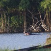 071 LOANGO 3 Campement Loango Sud Petite Lagune Hippopotame Gueule Ouverte 16E5K3IMG_122656_DxOawtmk.jpg