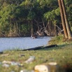 072 LOANGO 3 Campement Loango Sud Petite Lagune Hippopotame Gueule Ouverte 16E5K3IMG_122656_DxOwtmk.jpg