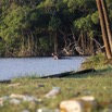 073 LOANGO 3 Campement Loango Sud Petite Lagune Hippopotame Gueule Ouverte 16E5K3IMG_122658_DxOwtmk.jpg