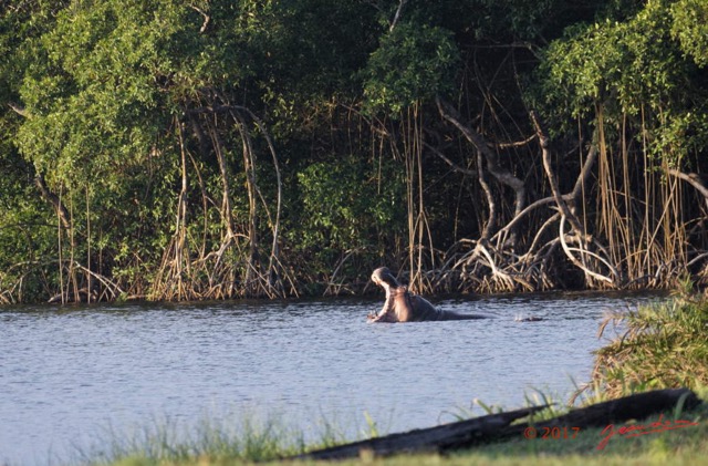 074 LOANGO 3 Campement Loango Sud Petite Lagune Hippopotame Gueule Ouverte 16E5K3IMG_122660_DxOwtmk.jpg