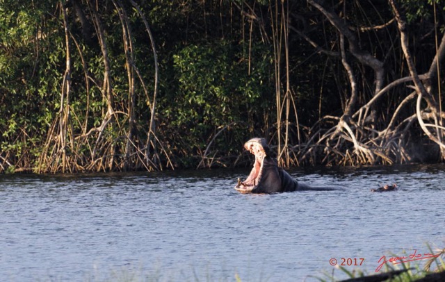 075 LOANGO 3 Campement Loango Sud Petite Lagune Hippopotame Gueule Ouverte 16E5K3IMG_122661_DxOwtmk.jpg