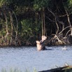 076 LOANGO 3 Campement Loango Sud Petite Lagune Hippopotame Gueule Ouverte 16E5K3IMG_122662_DxOwtmk.jpg