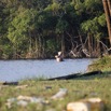 077 LOANGO 3 Campement Loango Sud Petite Lagune Hippopotame Gueule Ouverte 16E5K3IMG_122663_DxOwtmk.jpg