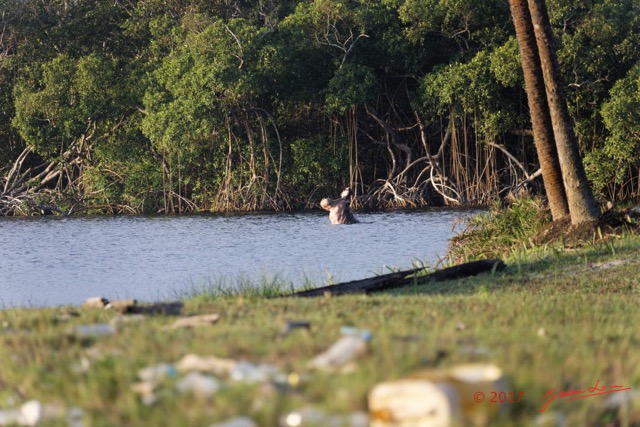 078 LOANGO 3 Campement Loango Sud Petite Lagune Hippopotame Gueule Ouverte 16E5K3IMG_122664_DxOwtmk.jpg