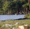 078 LOANGO 3 Campement Loango Sud Petite Lagune Hippopotame Gueule Ouverte 16E5K3IMG_122664_DxOwtmk.jpg