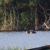 080 LOANGO 3 Campement Loango Sud Petite Lagune Hippopotame Gueule Ouverte 16E5K3IMG_122669_DxOwtmk.jpg