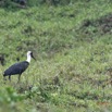 123 LOANGO 3 Campement Loango Sud le Retour Oiseau Aves Ciconiiformes Ciconiidae Cigogne Episcopale Ciconia episcopus 16E5K3IMG_122731_DxOawtmk.jpg